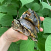 Common Musk Turtles for sale