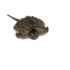 Common Snapping Turtle (Chelydra serpentina)