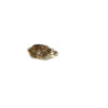 Concentric Diamondback Terrapin