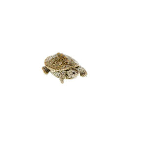 Concentric Diamondback Terrapin (Malaclemys terrapin) #13CDT UNSEXED
