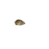 Concentric Diamondback terrapin for sale