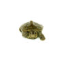 Concentric Diamondback Terrapin (Malaclemys terrapin) #2CDT UNSEXED