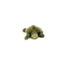 Concentric Diamondback Terrapin