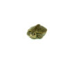 Concentric Diamondback Terrapin