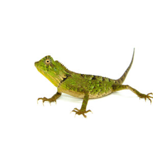 The crested river dragon (Lophosaurus sp.) is an arboreal lizard admired for its spiny crest, cryptic colors, and semi-aquatic lifestyle. Found in humid forests across Southeast Asia and Oceani