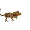 The cuban false chameleon (Anolis barbatus) is one of the most unique and slow-moving lizards in the reptile hobby. Known for its rotating eyes and large head