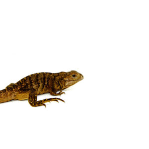 Cuban rock iguana babies (Cyclura nubila) are among the most exciting and intelligent reptiles available to keepers today. These robust, prehistoric-looking lizards are native to Cuba and its surrounding islands.