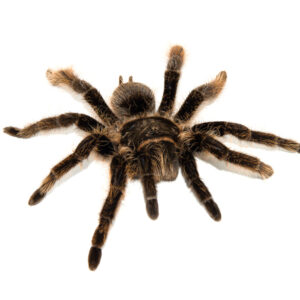 The Curly Hair Tarantula (Brachypelma albopilosus) is widely regarded as one of the best tarantulas for beginner keepers. With its calm temperament, low-maintenance care need