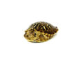 Desert Box Turtle Babies