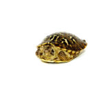 Desert Box Turtle Babies (Terrapene ornata luteola)