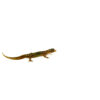 The dwarf barking gecko is a tiny but vocal lizard known for its dog-like chirping sounds and unique charm. Native to arid regions of Australia,