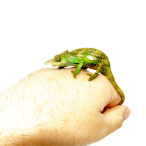 The dwarf Fischer's chameleon (Bradypodion fischeri) is a smaller, more delicate cousin of the better-known Fischer’s chameleon. Native to Tanzania's mountainous forests