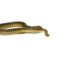 Eastern Garter Snake (Thamnophis sirtalis sirtalis)