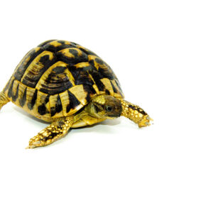 Eastern Hermann's Tortoise Adult (6-7 inch) Female 1 - #EHTAF1