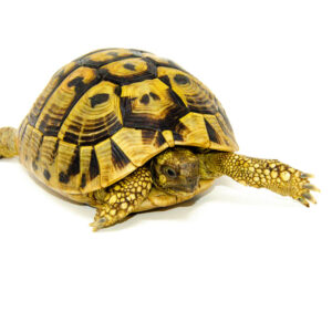 Eastern Hermann's Tortoise Adult (6-7 inch) Female 2 - #EHTAF2