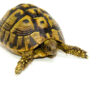 Eastern Hermann's Tortoise Adult (6-7 inch) Female 3 - #EHTAF3