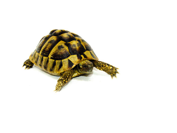 Eastern Hermann's Tortoise Adult