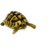 Eastern Hermann's Tortoise Adult (6-7 inch) Female 4 - #EHTAF4
