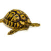 Eastern Hermanns Tortoise Adult