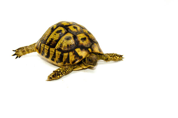 Eastern Hermanns Tortoise Adult