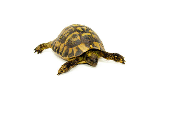 Eastern Hermanns Tortoise Adult