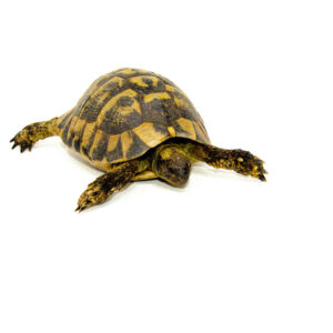Eastern Hermann's Tortoise Adult (6-7 inch) Male 1 - #EHTAM1