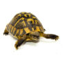 Eastern Hermann's Tortoise Adult (6-7 inch) Male 2 - #EHTAM2