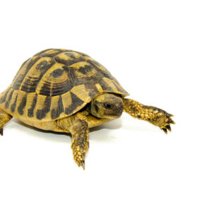 Eastern Hermann's Tortoise Adult (6-7 inch) Male 3 - #EHTAM3