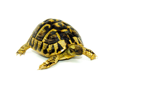 Eastern Hermann's Tortoise Adults