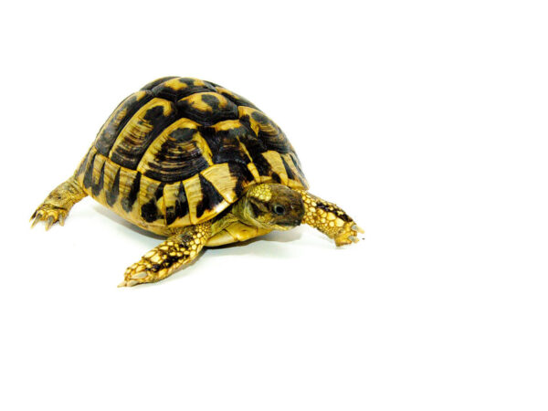 Eastern Hermann's Tortoise Adults