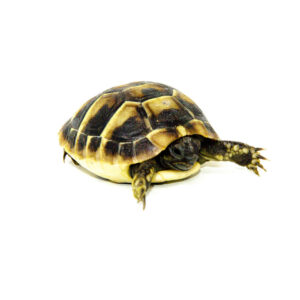 Eastern Hermanns Tortoise Babies (Testudo hermanni)