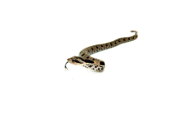 Eastern Hognose snakes for sale