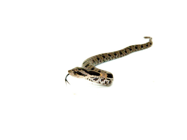 Eastern Hognose snakes for sale