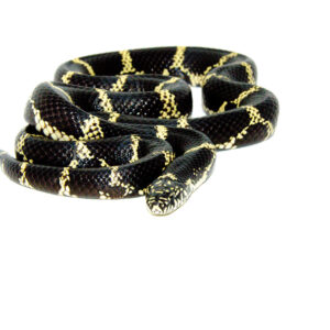 Eastern King Snake Adults (Lampropeltis getula)