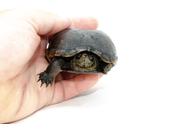 Eastern Mud Turtle for sale