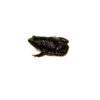 Among the most unique and intriguing amphibians found in the southeastern United States are eastern narrowmouth toads (Gastrophryne carolinensis)