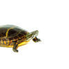 Eastern Painted Turtle Adults