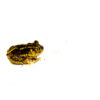 The Eastern Spadefoot Toad (Scaphiopus holbrookii) is a secretive amphibian native to the southeastern United States