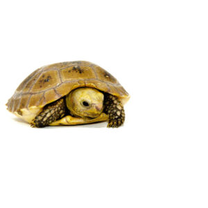 Elongated Tortoise Babies (Indotestudo elongata)