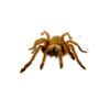 The Emerald Skeleton Leg Tarantula (Ephebopus uatuman) is a captivating terrestrial tarantula species native to the Amazon rainforest of northern Brazil
