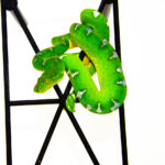 Emerald Tree Boa (Corallus caninus)