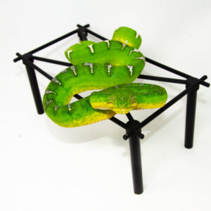 Emerald Tree Boa Sub Adult Female (Corallus caninus) - #ETBSAF1