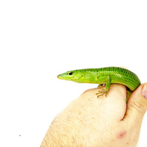 The Emerald Tree Skink (Lamprolepis smaragdina) is a vibrant, agile lizard prized for its brilliant green coloration and active