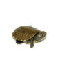 European Pond Turtle