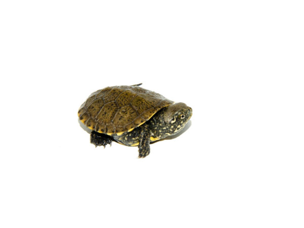 European Pond Turtle