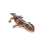 he fat tailed  is a calm, ground-dwelling lizard known for its chubby tail and easy temperament. Native to West Africa, this species is loved by reptile enthusiasts