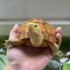 Hi Yellow Adult European Pond Turtle Pair 2 (Emys orbicularis)