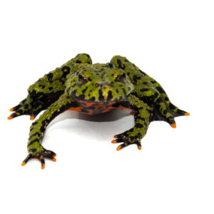 The fire bellied toad (Bombina orientalis) is one of the most recognizable and beginner-friendly amphibians in the hobby.