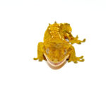 he flame crested gecko adult is a stunning morph prized for its bright orange-red crest and striking patterns.