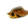 Flat Shell Turtle